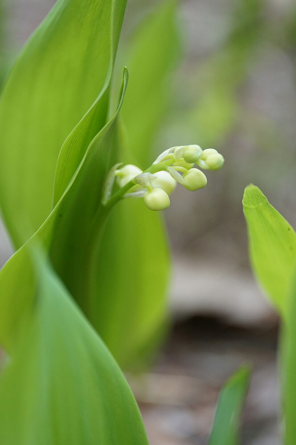 Lily of the Valley