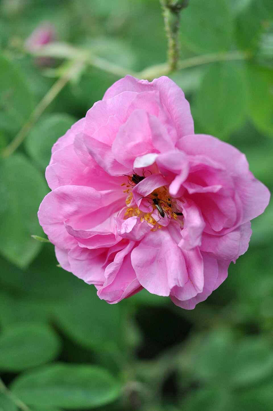 Taif Rose
