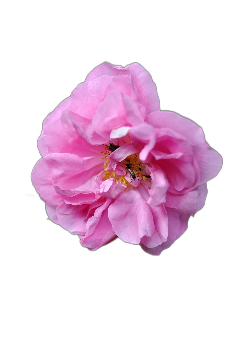 Taif Rose