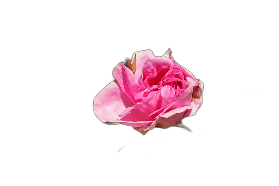 Bulgarian Rose