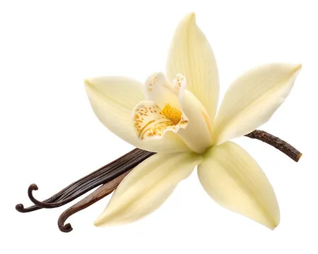Vanilla