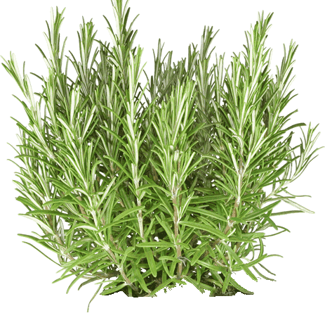 Rosemary