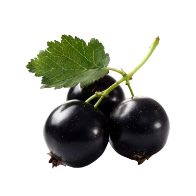 Black Currant