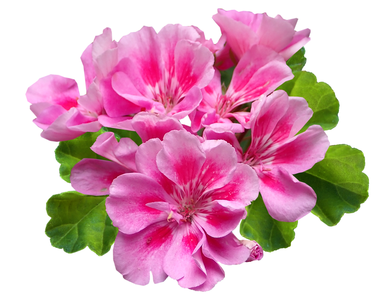 Geranium