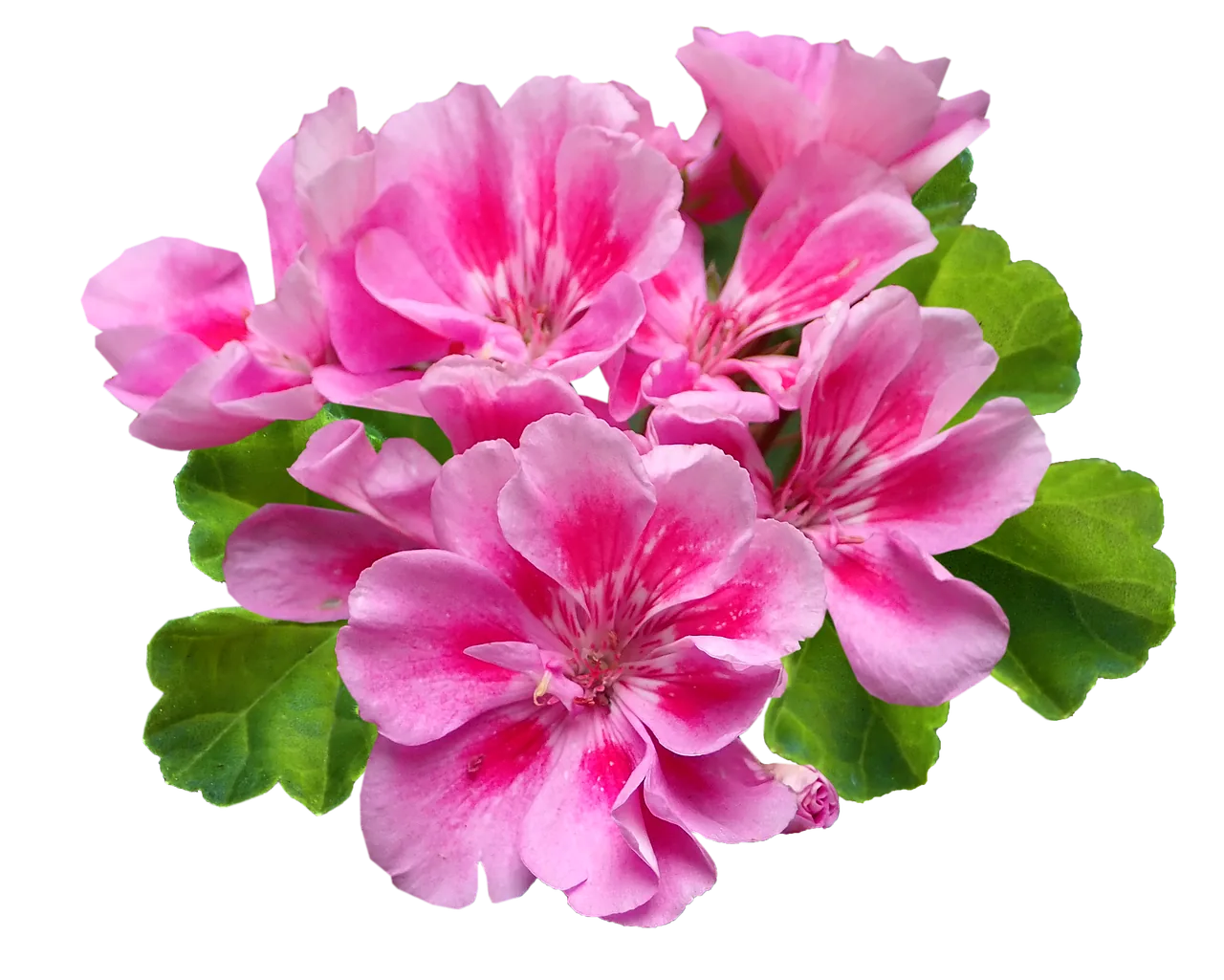 Geranium