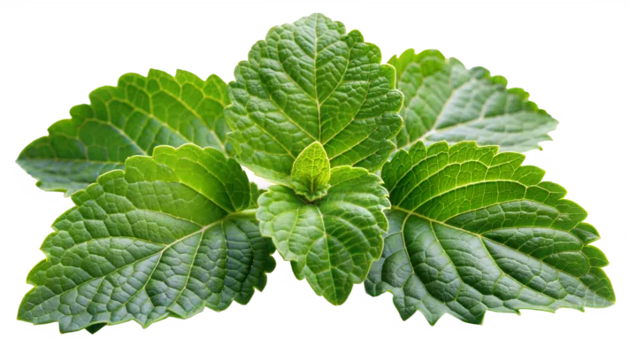 Patchouli Leaf
