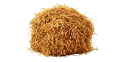 Vetiver